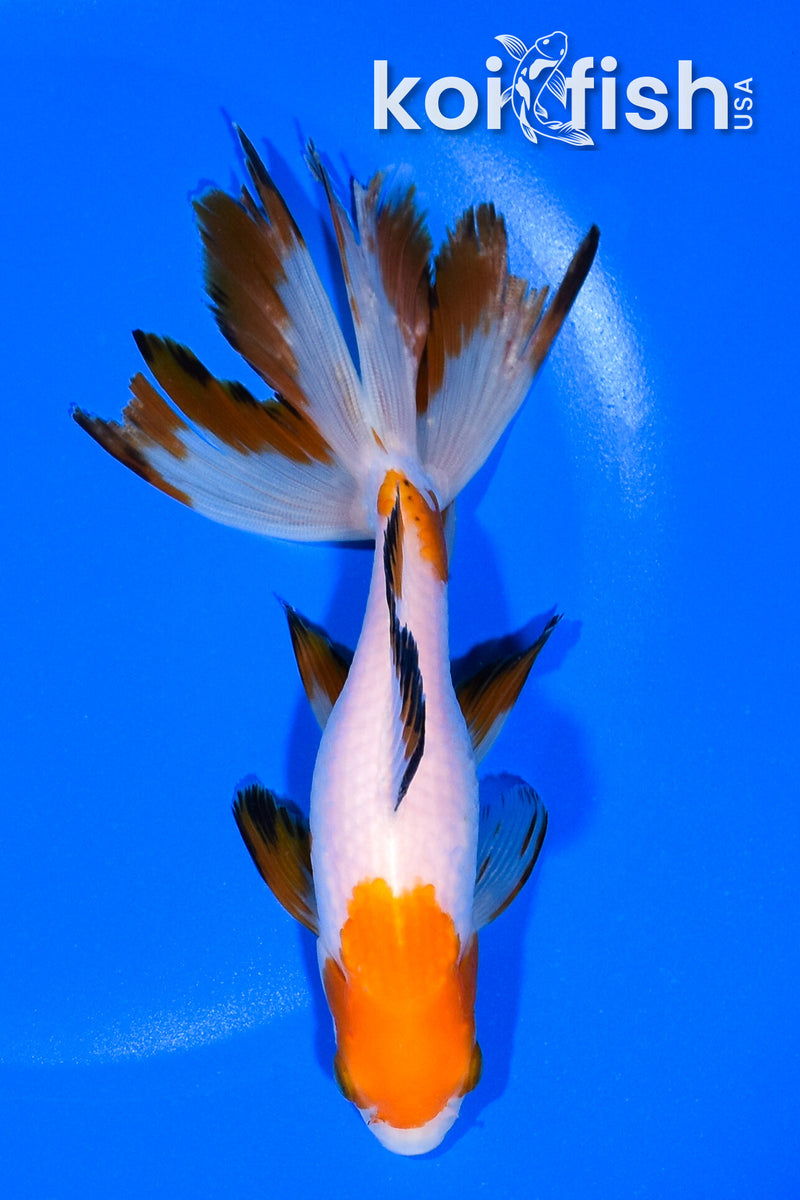 6.25" WATONAI GOLDFISH