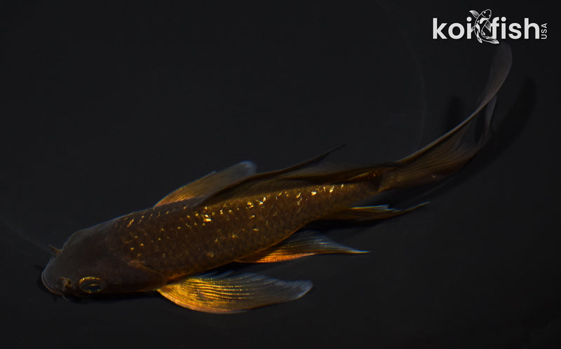 6.25" GINRIN CHAGOI BUTTERFLY