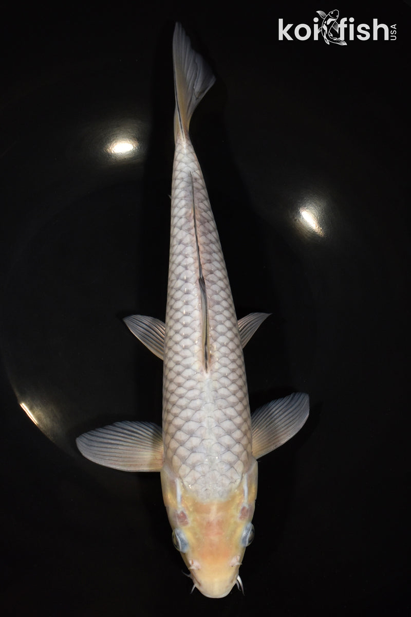 11.5" SORAGOI