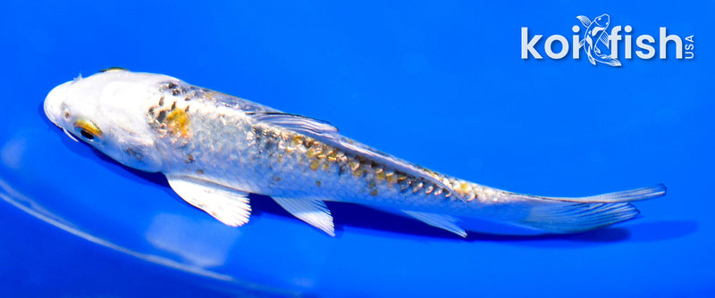 4.75" GINRIN KUJAKU
