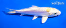 5" LEMON HARIWAKE