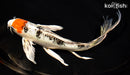 9.75" TANCHO YAMATO NISHIKI BUTTERFLY