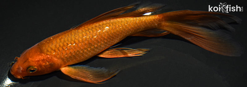 7" CHAGOI BUTTERFLY