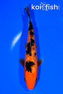 6.75" GINRIN AKA BEKKO