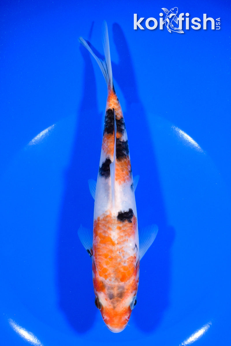 7.25" SANKE