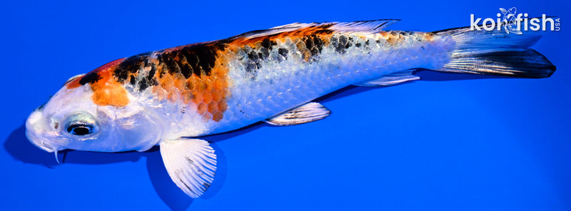 5" YAMATO NISHIKI