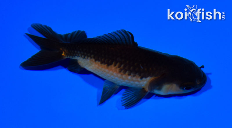 3.5" WAKIN GOLDFISH