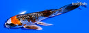 5.5" GINRIN BENI GINGA BUTTERFLY