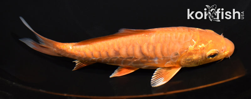 5.75" ARAGOKE CHAGOI