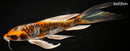 9.25" BENI KIKOKURYU BUTTERFLY