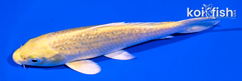 5.25" GINRIN YAMABUKI OGON