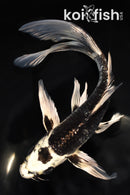 7.75" GINGA BUTTERFLY