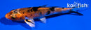 5" YAMATO NISHIKI