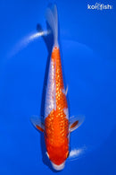 8.75" GINRIN KOHAKU