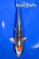 6" BENI GINGA