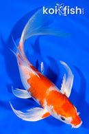 8.5" HARIWAKE BUTTERFLY