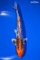 6.75" BENI KIKOKURYU