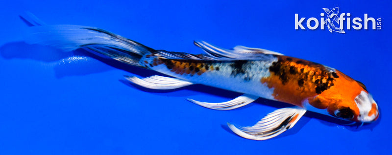 5.5" YAMATO NISHIKI BUTTERFLY