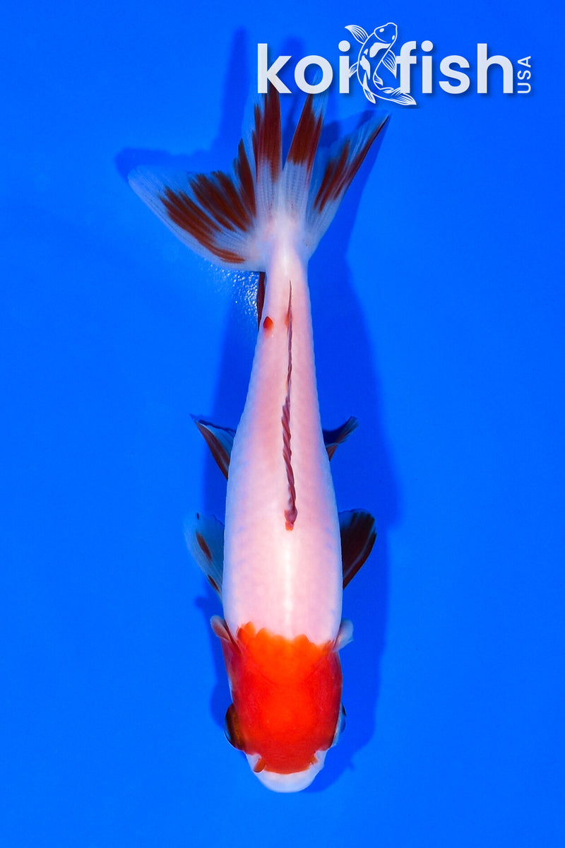4.75" WAKIN GOLDFISH