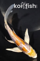 5.75" DOITSU HARIWAKE BUTTERFLY