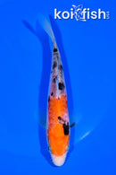 5.75" ARAGOKE GOSHIKI