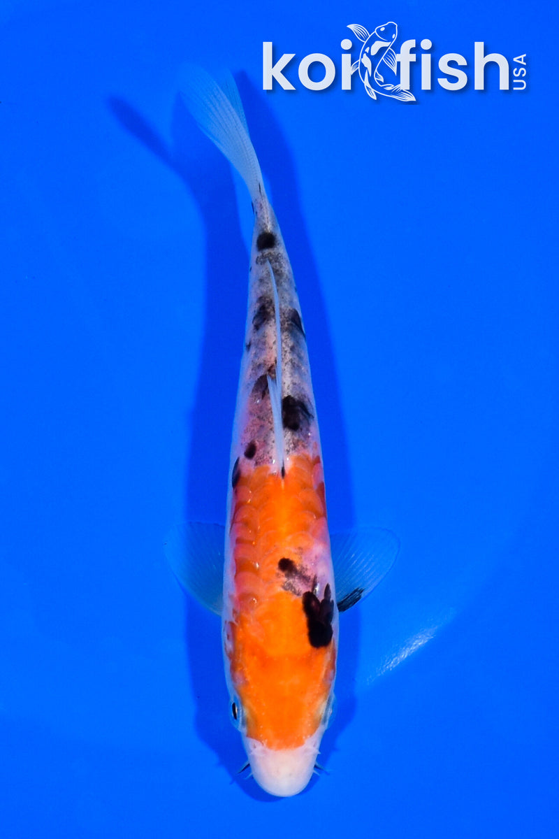 5.75" ARAGOKE GOSHIKI