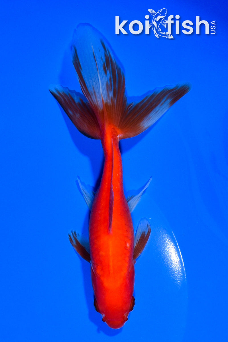 6" WAKIN GOLDFISH