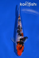 5.75" GINRIN SANKE