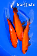 PACK OF (3) 5-5.5" COMET GOLDFISH