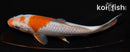 5.5" OCHIBA SHIGURE