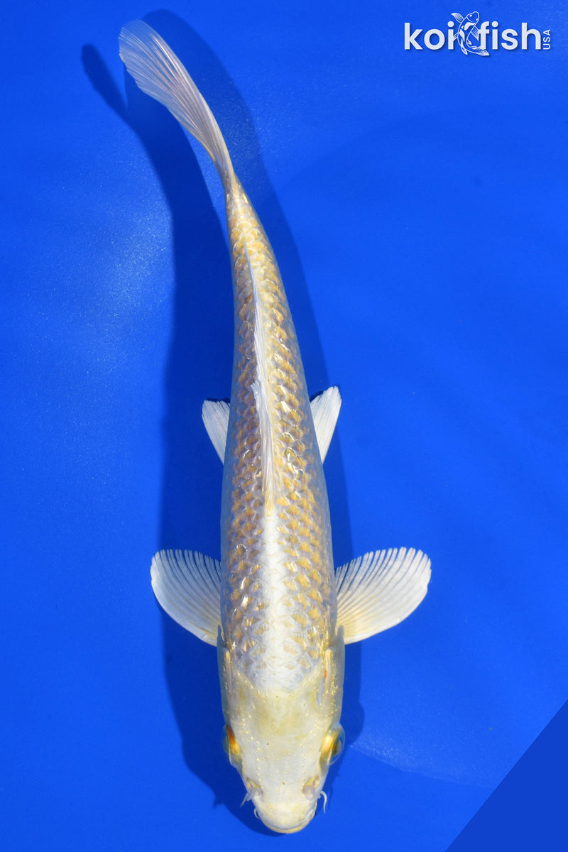 8" GINRIN YAMABUKI OGON