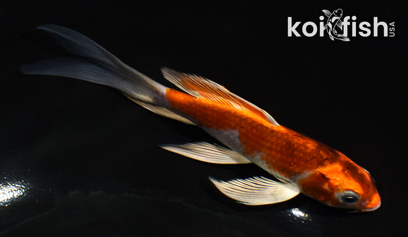 5.5" KUJAKU BUTTERFLY