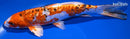 10" GINRIN HEISEI NISHIKI