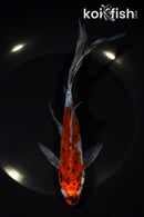 8" SHUBUNKIN GOLDFISH