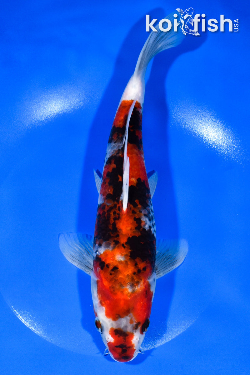 10.25" SHOWA