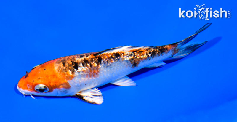 4.75" GINRIN YAMATO NISHIKI