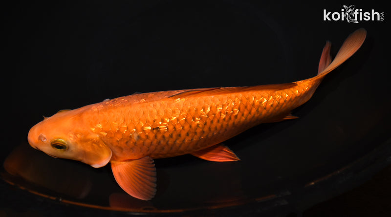 10.75" GINRIN CHAGOI