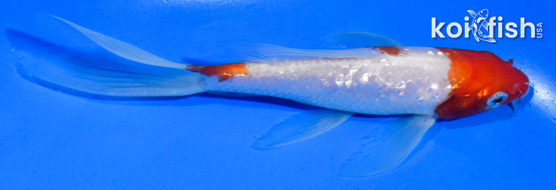 5.5" GINRIN KOHAKU BUTTERFLY