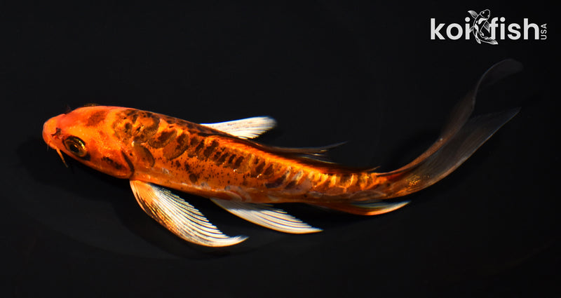 7" ARAGOKE BENI KIKOKURYU BUTTERFLY