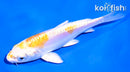 4.5" DOITSU LEMON HARIWAKE