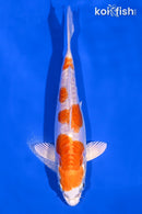 6" KIKUSUI