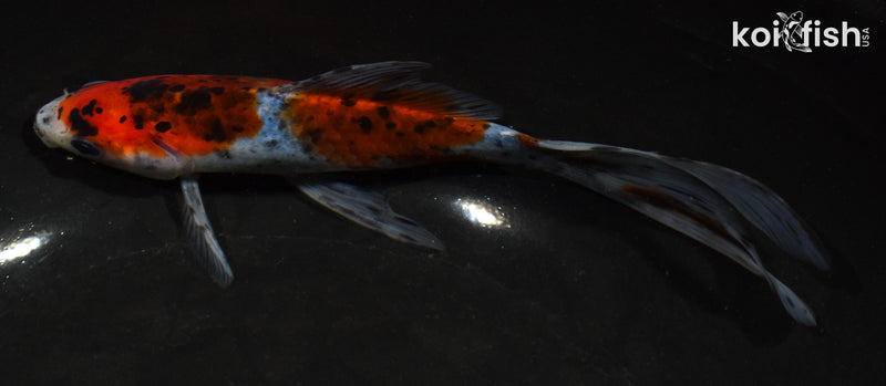 7" SHUBUNKIN GOLDFISH