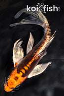 7.5" BENI KIKOKURYU BUTTERFLY