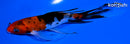 6" SANKE BUTTERFLY
