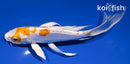 5.5" KIKUSUI BUTTERFLY