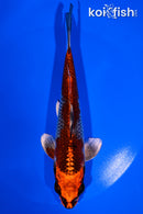 6.75" KUJAKU