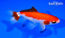 5" SARASA WAKIN GOLDFISH