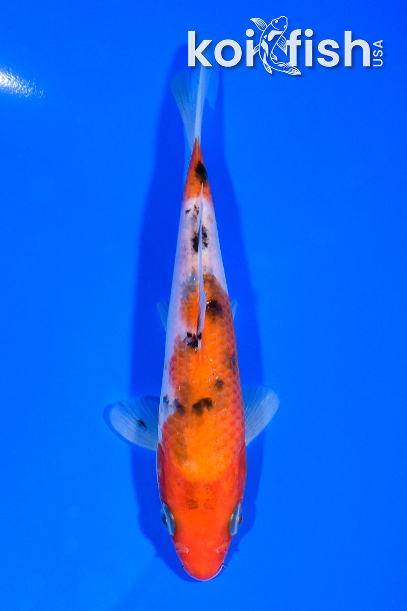 5.5" SANKE