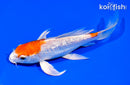 7" GINRIN HARIWAKE BUTTERFLY