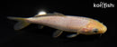5.75" SORAGOI